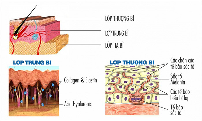 Các tế bào bên trong da sẽ trồi lên lớp hạ bì Các tế bào bên trong da sẽ trồi lên lớp hạ bì