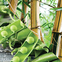 BAMBOO, PEA, GLUCOSAMINE